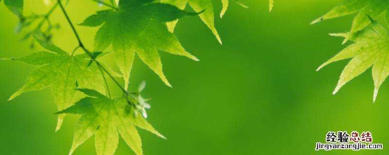 小区里面常见的树叶名称 小区里叶子很大的是什么树