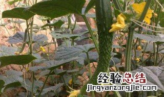 黄瓜可以打垄栽培吗 黄瓜可以打垄栽培吗图片
