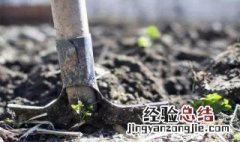 2023年植树节是几月几日 植树节是几月几号