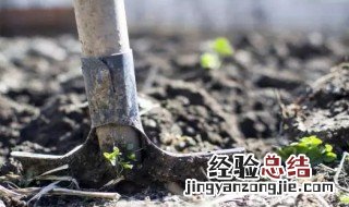 2023年植树节是几月几日 植树节是几月几号