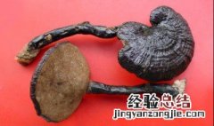 灵芝泡水喝的七大禁忌枸杞的功效 灵芝泡水喝的七大禁忌