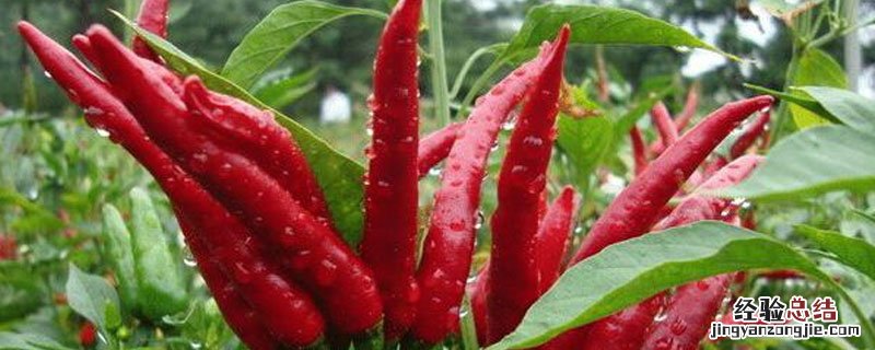 朝天辣椒几月份成熟 朝天椒几月份成熟