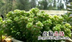 刚种的小米星多肉为什么干瘪 多肉小米星下边干枯是怎么回事