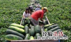 种冬瓜施什么肥好 种冬瓜加什么肥料