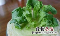如何养白菜 怎么室内养白菜
