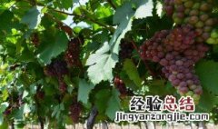 黑龙江种葡萄什么季节 黑龙江葡萄几月份成熟