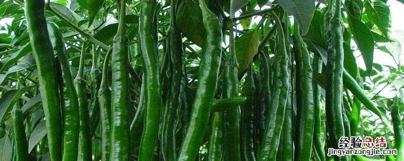 杭椒是不是二荆条 杭椒与二荆条怎样区别