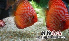 红色罗非怎么养 红色的罗非鱼市场价格是多少