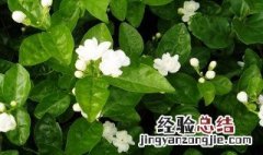 嫩枝扦插最适合的季节是几月 嫩枝扦插最适合的季节