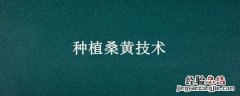 种植桑黄技术方法 种植桑黄技术