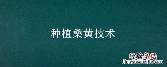 种植桑黄技术方法 种植桑黄技术