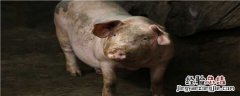 猪寸骨是什么部位 猪寸骨百度百科
