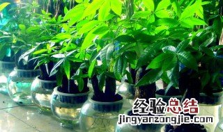 发财树的摆放风水 发财树的摆放风水 不能放电视机旁