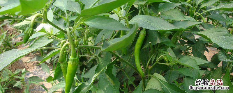 杭椒亩产多少斤 杭椒亩产多少斤?