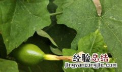 全瓜蒌的功效与作用用量 全瓜蒌的功效与作用