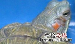 室内养巴西龟怎么养 巴西龟在室内怎么养
