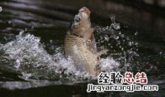 可以用泡过的黄豆钓鱼吗?效果如何? 酒泡黄豆钓鱼效果好吗