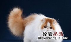 长毛猫的猫毛已经打结了怎么处理掉 长毛猫的猫毛已经打结了怎么处理