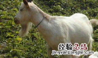 抓羊技巧 抓羊怎么抓