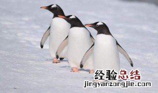 企鹅孵化小企鹅后 企鹅怎么孵化小企鹅