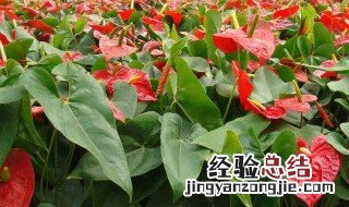大棚里的茉莉花怎么养 大棚茉莉花栽培技术