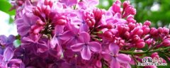 丁香花的外貌特征 丁香花的样貌
