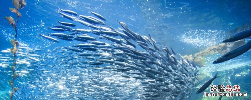 如何保护海洋环境 如何保护海洋环境英语作文