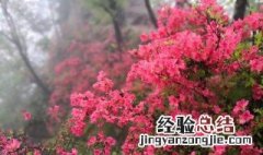汝阳西泰山杜鹃花什么时候开 河南汝阳西泰山杜鹃山庄图片