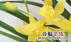 黄金小神童兰花怎么养护和管理 黄金小神童兰花属于什么品种