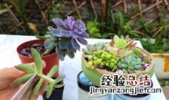 插扦多肉苗如何养护 插扦多肉苗如何养护视频