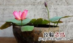 碗莲的栽培与养护 碗莲的栽培与养护方法