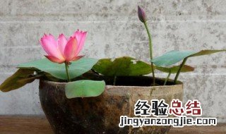 碗莲的栽培与养护 碗莲的栽培与养护方法