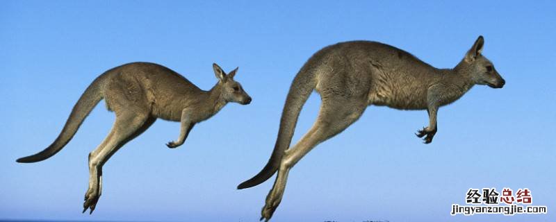 树袋鼠是哪个国家的珍贵原始树栖动物 树袋鼠是哪个国家的