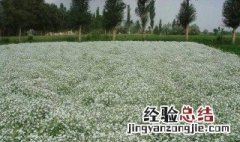 北方什么时候种满天星 北方几月种满天星
