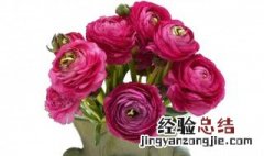 牡丹鲜切花怎么养护和管理 牡丹鲜切花怎么养护