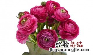 牡丹鲜切花怎么养护和管理 牡丹鲜切花怎么养护