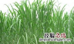 皇竹草多久可以留种 刚种的皇竹草什么时候施肥合适