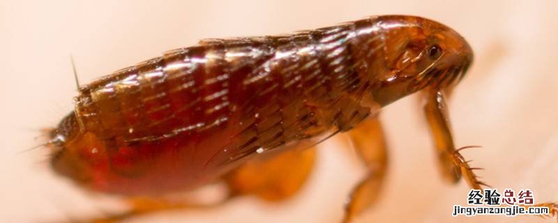 跳蚤不怕花露水吗 跳蚤怕花露水吗
