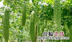 什么样的土壤适合种苦瓜 苦瓜适合什么样的土壤?