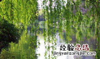 种柳树有什么禁忌和好处 种柳树有什么禁忌