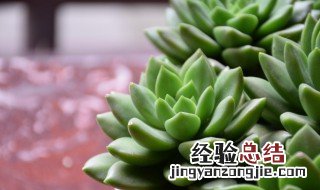 春天多肉怎么养护 春天多肉要怎么养