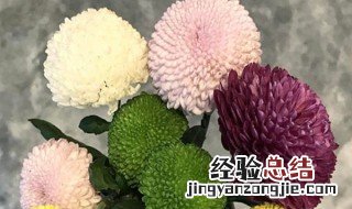 球菊春天养护 球菊春天怎么养