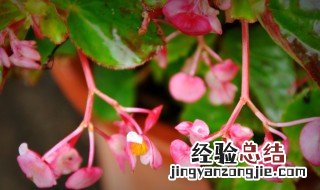 丽格海棠扦插多深 丽格海棠扦插多深适宜
