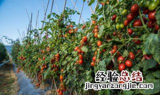 北方西红柿几月份种植最好 北方西红柿成熟季节