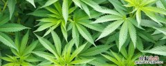 工业大痳种植条件
