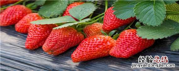 草莓白斑病的防治方法 草莓白斑病的防治方法视频
