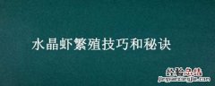 水晶虾繁殖技巧和秘诀视频 水晶虾繁殖技巧和秘诀