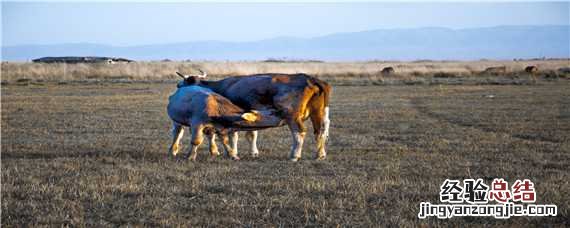 母牛多少天下牛犊 母牛多少天下牛犊好