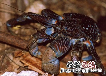 椰子蟹简介 螃蟹 椰子