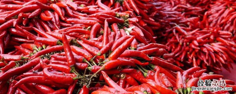 北科种业全部品种 北科种业辣椒品种介绍